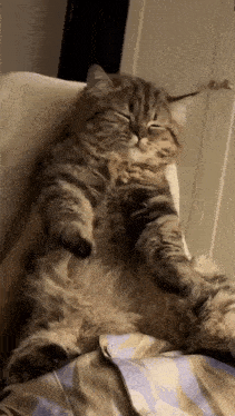 cat gif preview