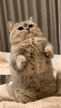 cat gif preview
